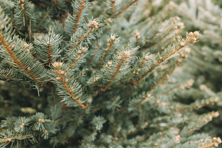 Worst Things About Christmas Trees