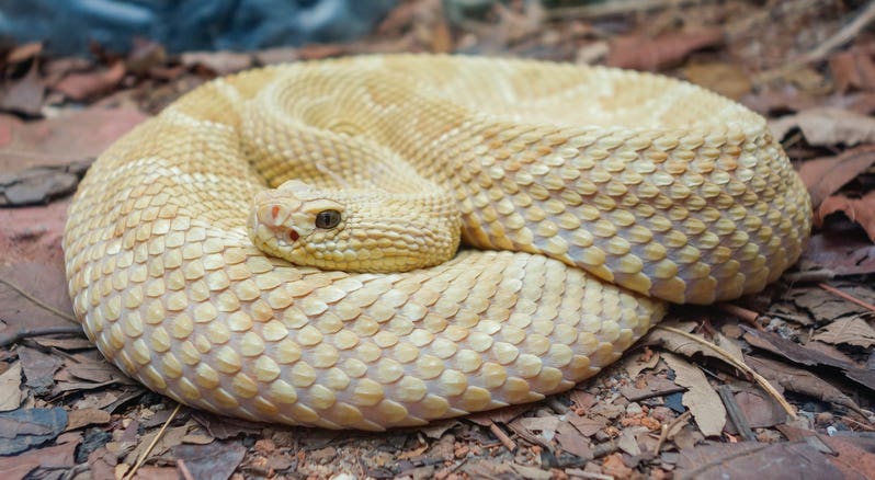 Illegal Places to Visit- Golden Lancehead Vipor