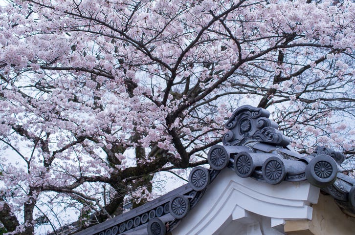 Chrysanthemum Crest and Cherry Blossoms