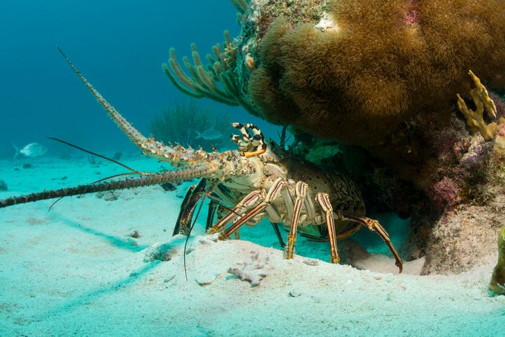 Everything You Need to Know for Florida Lobster Season more safety