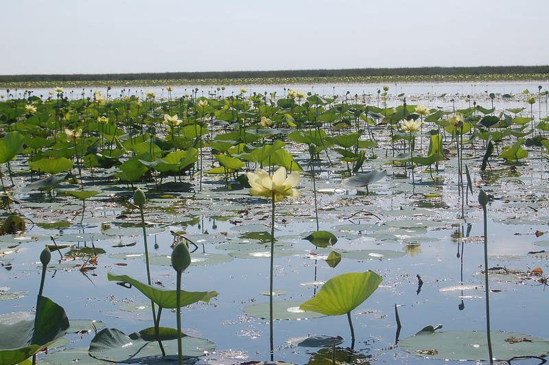 Lake Okeechobee lilies