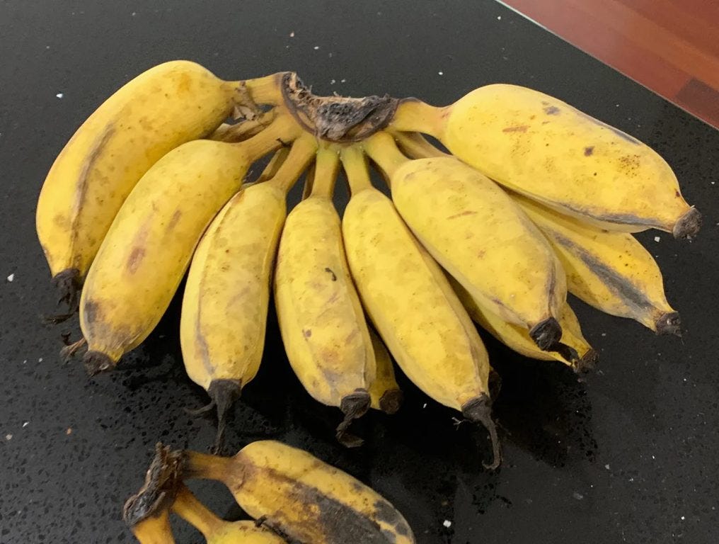 If you grow your own bananas, I recommend the &quot;ice cream&quot; ones