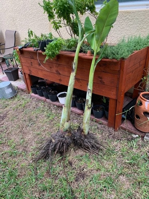 The bananas I donated to the neighbors